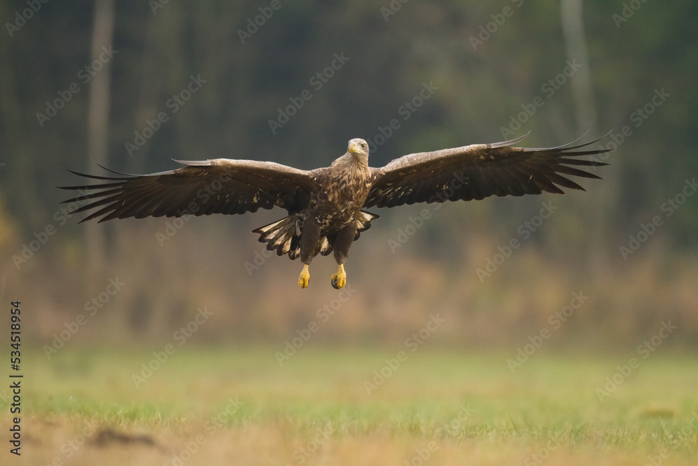 Obraz premium Majestic predator White-tailed eagle, Haliaeetus albicilla in Poland wild nature 