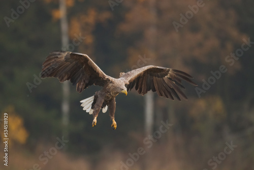 Majestic predator White-tailed eagle  Haliaeetus albicilla in Poland wild nature 