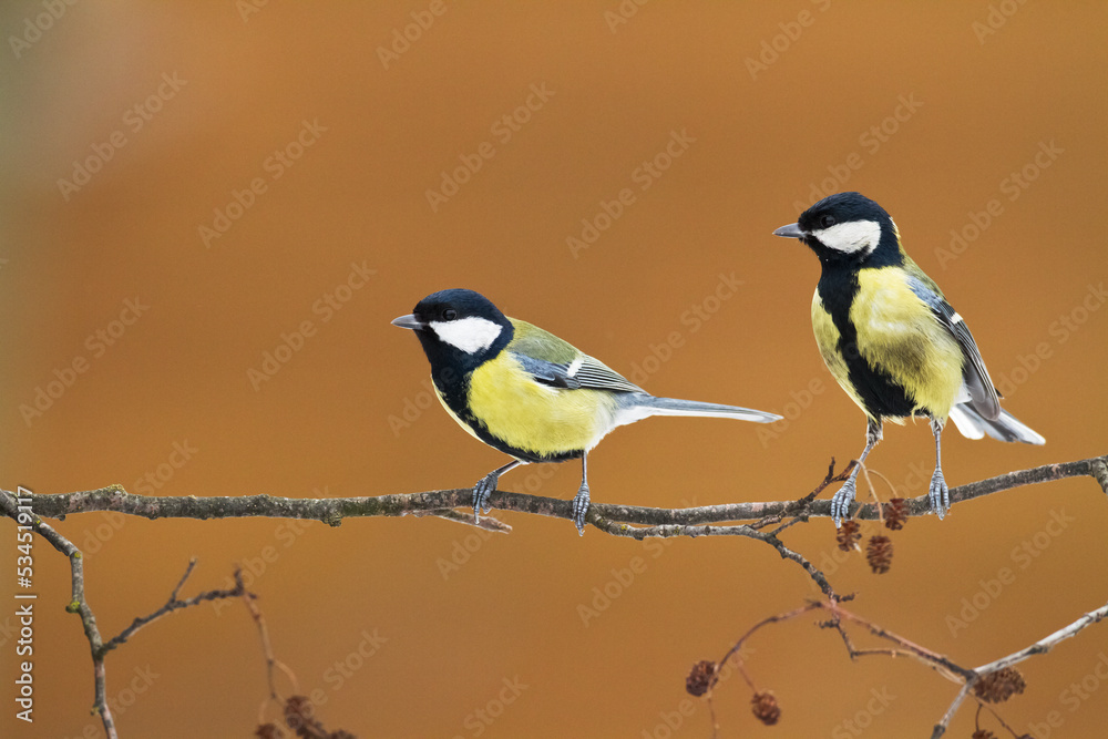 Naklejka premium Colorful great tit ( Parus major ) perched on a tree trunk, photographed in horizontal, amazing background