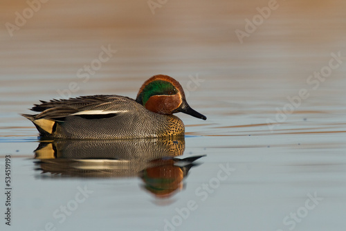 Bird, duck Anas crecca common teal, Poland Europe male 