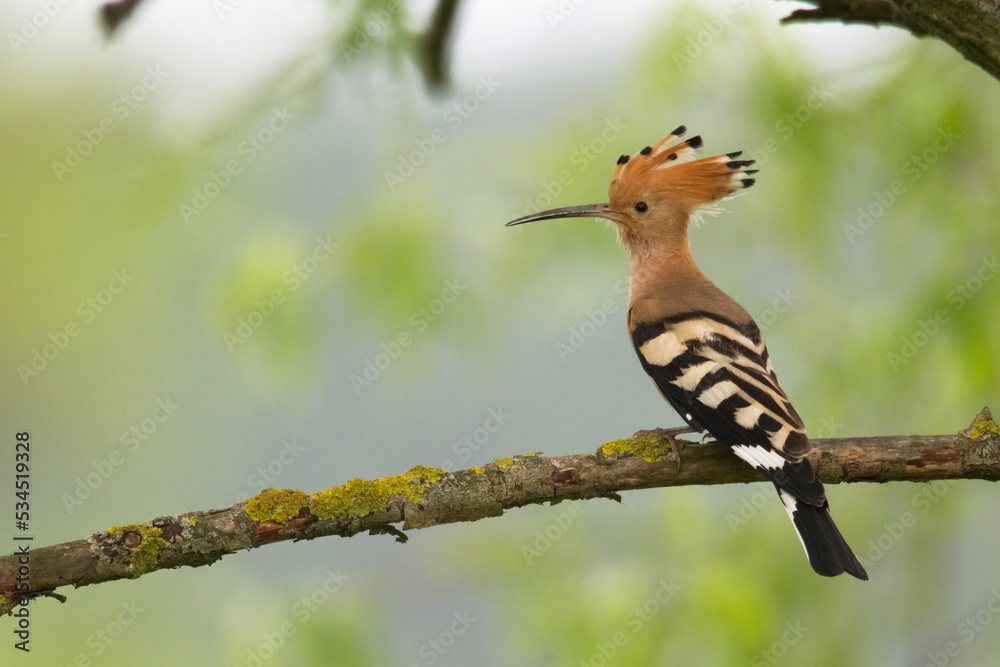 Obraz premium Bird Hoopoe Upupa epops, summer time in Poland Europe bird perched on tree