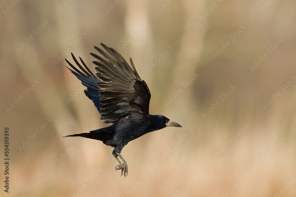 Obraz premium flying Bird Rook corvus frugilegus landing, black bird in winter time, Poland Europe