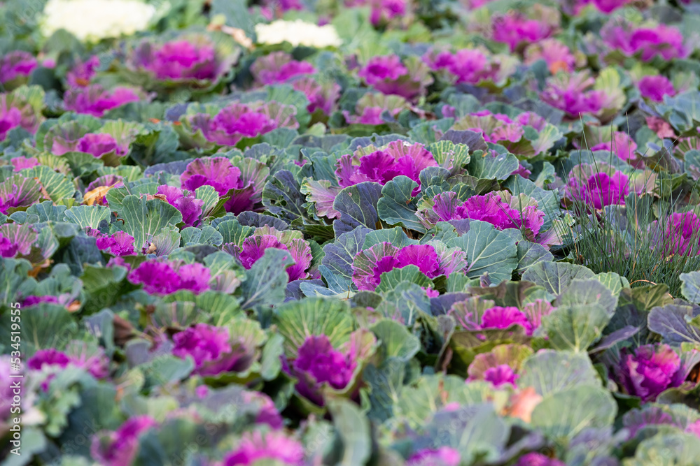 Fototapeta premium Ornamental decorative cabbage close-up. Flowering plants. Multicolored cabbage field. Natural abstract autumn background