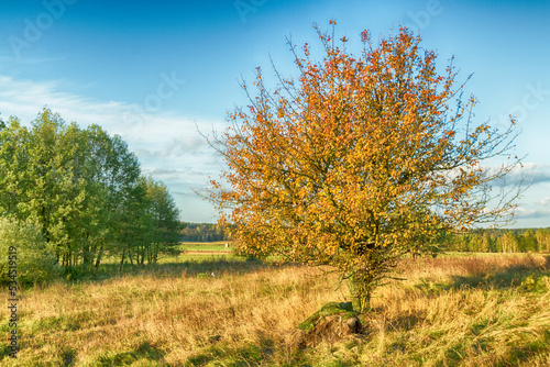 Landscape autumn field with colourful trees, autumn Poland, Europe and amazing blue sky with clouds, sunny day 