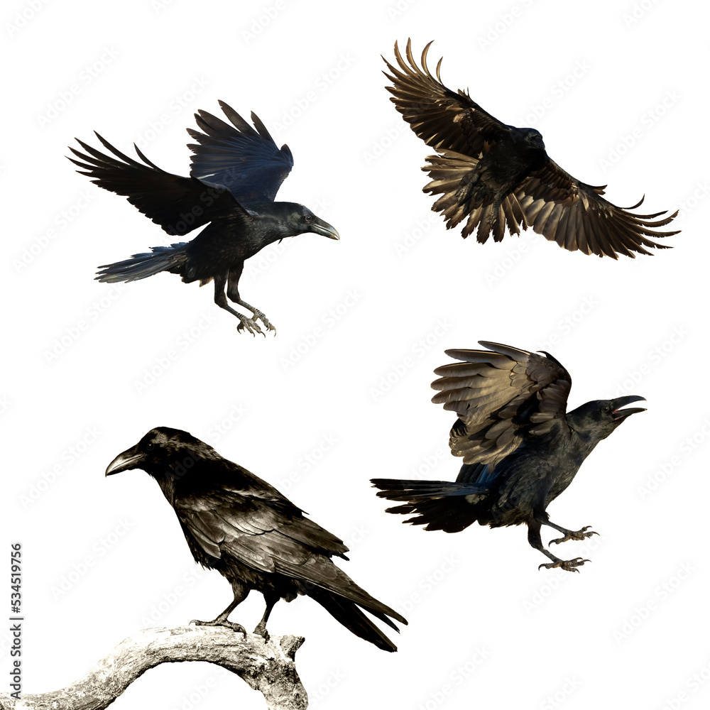 Obraz premium Birds flying ravens isolated on white background Corvus corax. Halloween - mix four birds
