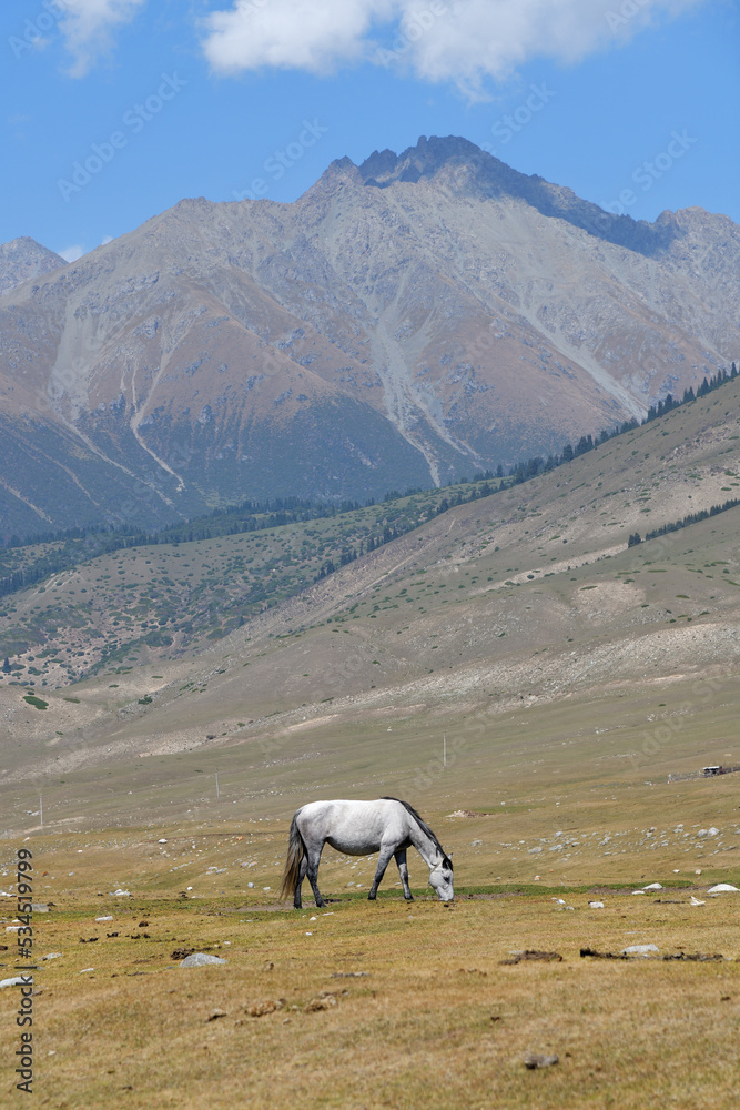Horse. Semyonovskaya Gorge. Kyrgyzstan