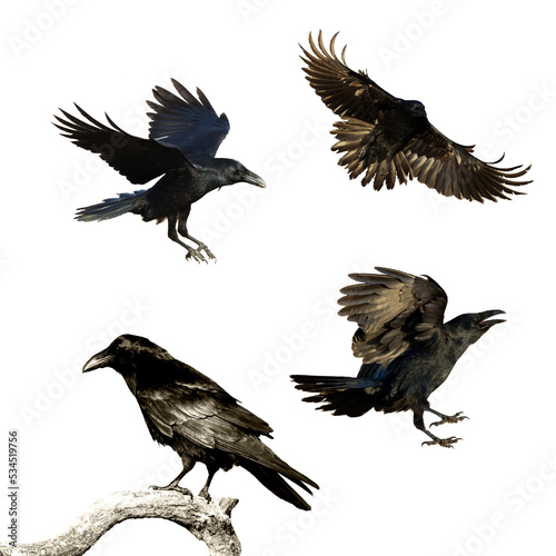 Birds flying ravens isolated on white background Corvus corax. Halloween - mix four birds