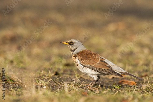 fieldfare, Turdus pilaris, bird eating berries on a hawthorn bush during Autumn season