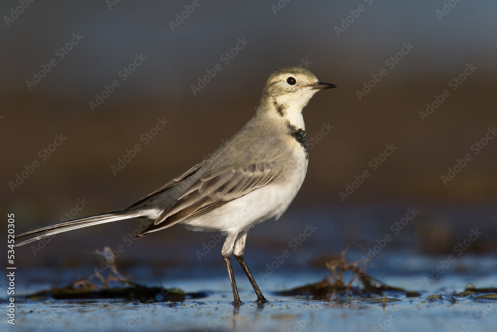 Bird white wagtail Motacilla alba small bird with long tail on blue background, Poland Europe Bird white wagtail Motacilla alba small bird with long tail on blue background, Poland Europe