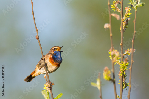 Bird Bluethroat Luscinia svecica migratory small bird singing and perching spring time amazing morning Poland Europe a bird that lives in reeds in river valleys photo
