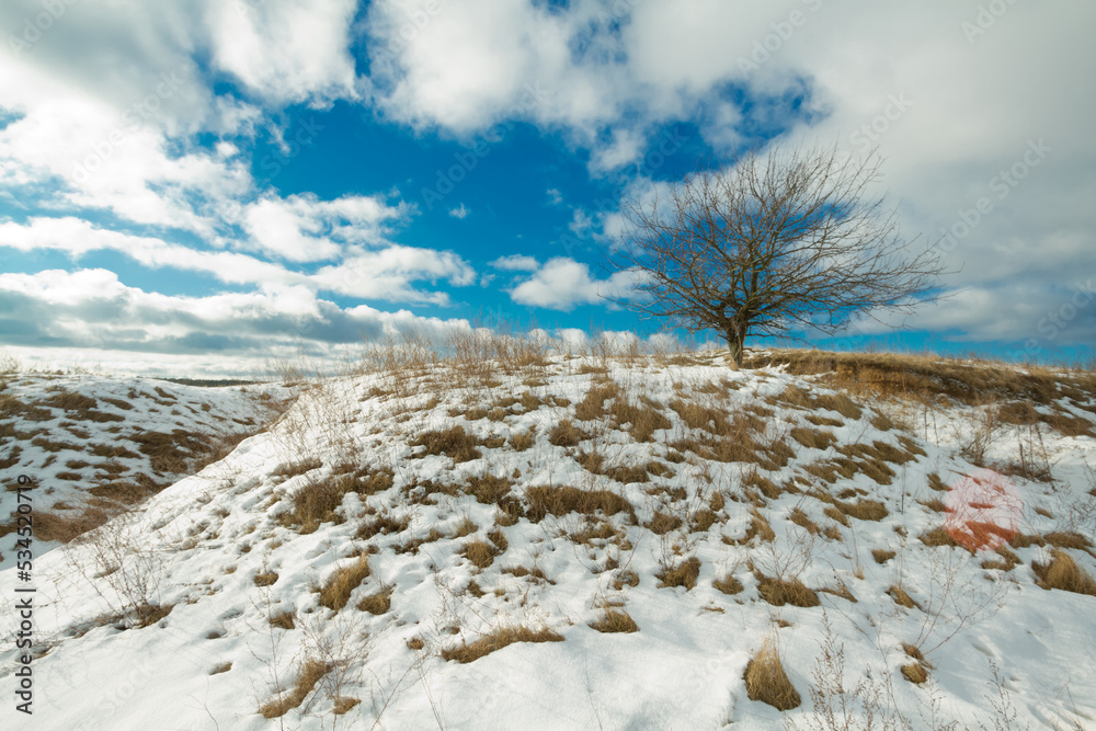 silhouette of lonely tree on the hill in Poland, Europe on sunny day in winter, amazing clouds in blue sky silhouette of lonely tree on the hill in Poland, Europe on sunny day in winter, amazing clouds in blue sky