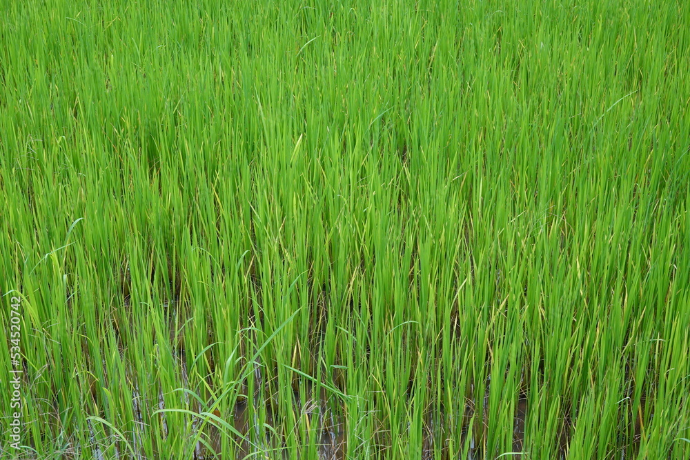 rice field rice field