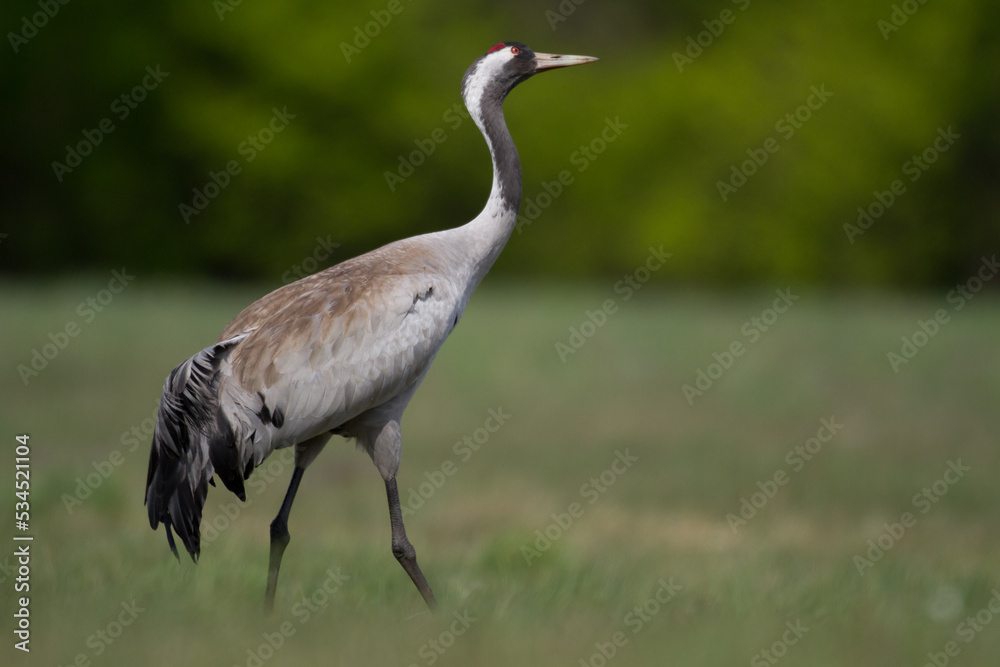 Obraz premium Wild common crane, grus grus, walking on hay field in spring nature. Large feathered bird landing on meadow from side view. Animal wildlife in wilderness.