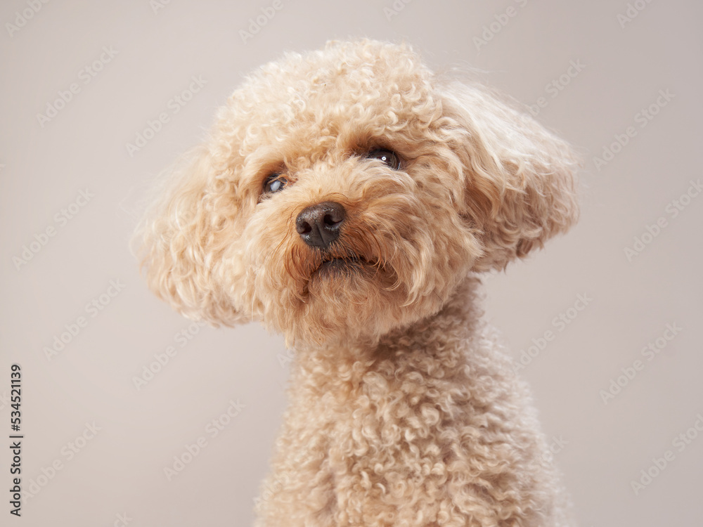 poodle on a beige background. Portrait of a funny and sweet pet in the studio