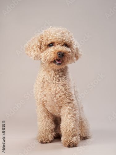 Photography poodle on a beige background