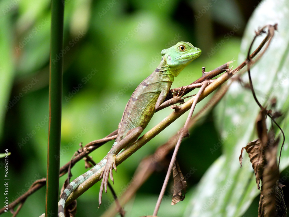 Junger Stirnlappenbasilisk (Basiliscus plumifrons) in Costa Rica Junger Stirnlappenbasilisk (Basiliscus plumifrons) in Costa Rica
