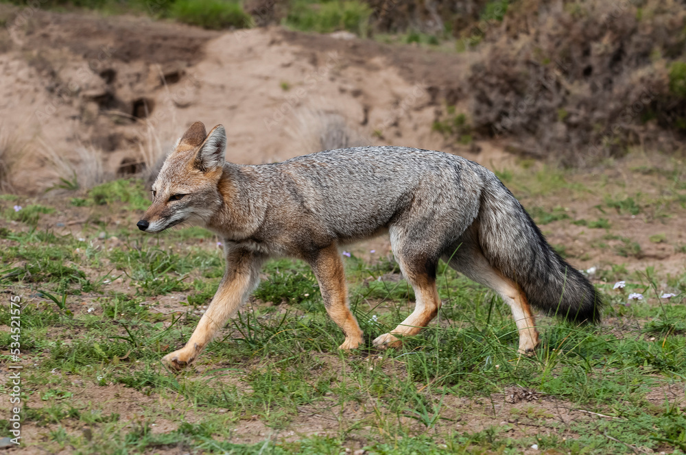 Obraz premium Pampas Grey fox in Pampas grass environment, La Pampa province, Patagonia, Argentina.