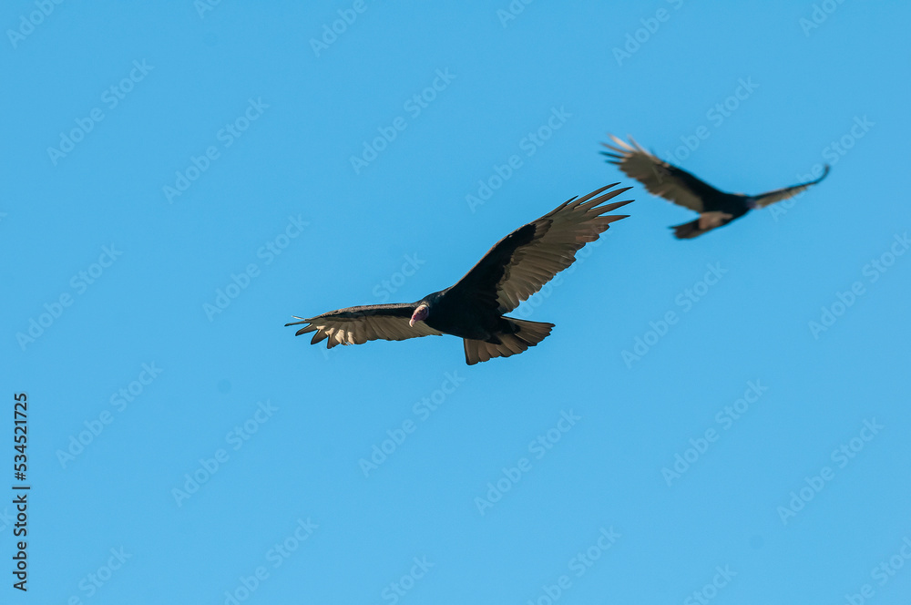 Obraz premium Turkey Vulture, ,planning in flight, Patagonia, Argentina