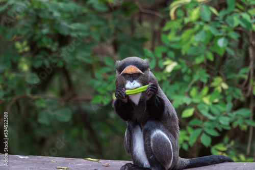 A De Brazza's monkey eating food photo