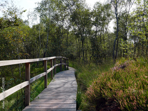 Moorpfad, Holzpfad, Himmelmoor bei Hamburg photo