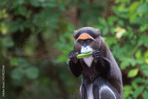 A De Brazza's monkey eating food photo