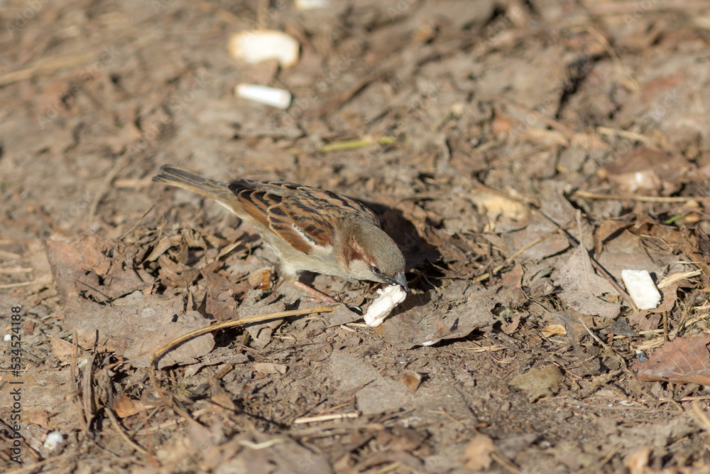 sparrow eats bread