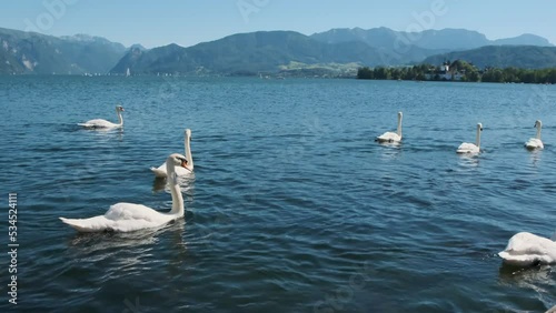 A flock of swans swims in a blue lake river with mountains in the background in slow motion in Gmunden, Austria. Boats sailing on small waves. Beautiful white wild mammals, bird animals in summer day (ID: 534524111)