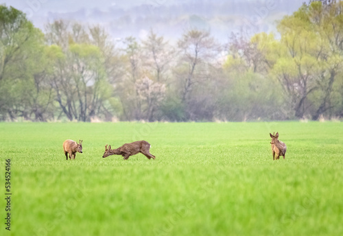  Rivalry of roebucks in a territorial fight in spring nature at sunrise. Conflict between two wild male animals over territory. Seasonal wildlife scenery.