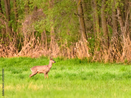 Fototapeta Naklejka Na Ścianę i Meble -   Roe deer doe urinating on a meadow in spring nature.