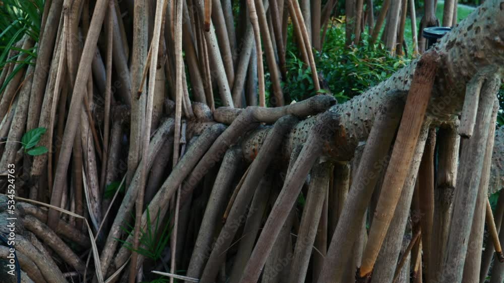 Amazing big banyan tree roots. Tree of life on Phuket Amazing big banyan tree roots. Tree of life on Phuket