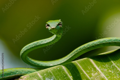 Oriental whip snake on leaves, green snake on green leaves, animal closeup
