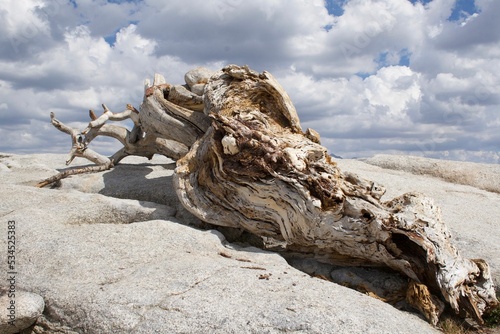Closeup of a Jeffery pine tree growing out of the peak of the Sentinel dome photo