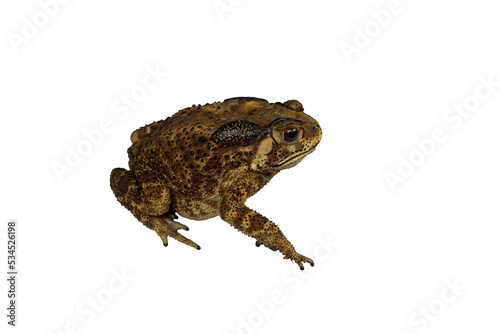 PNG image of Side view of Common toad, Asia toad, or simply the toad, Bufo bufo, on white background with clipping path.