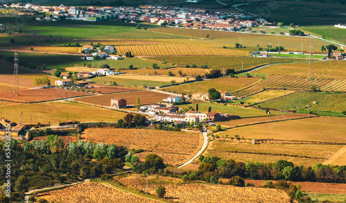 Landscape with summer vineyards near Vilafranca del Penedes, Catalunya, Spain photo