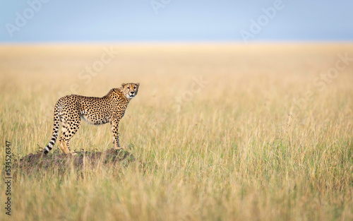 Cheetah © Gagan