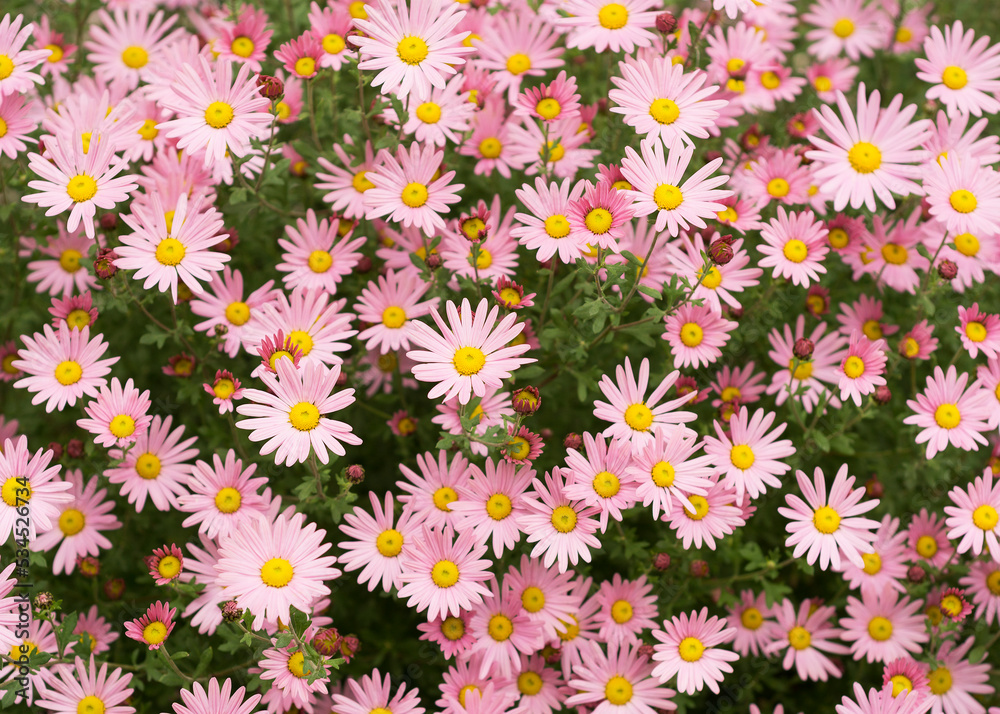 Argyranthemum pink flowers (silver bush flower)