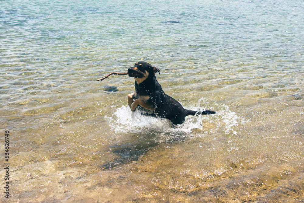 perro jugando con tronco en el lago
