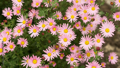 Fototapeta Naklejka Na Ścianę i Meble -  Argyranthemum pink flowers (silver bush flower) 8