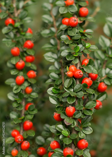 Red berries of cotoneaster horizontal (Cotoneaster horizontalis) photo