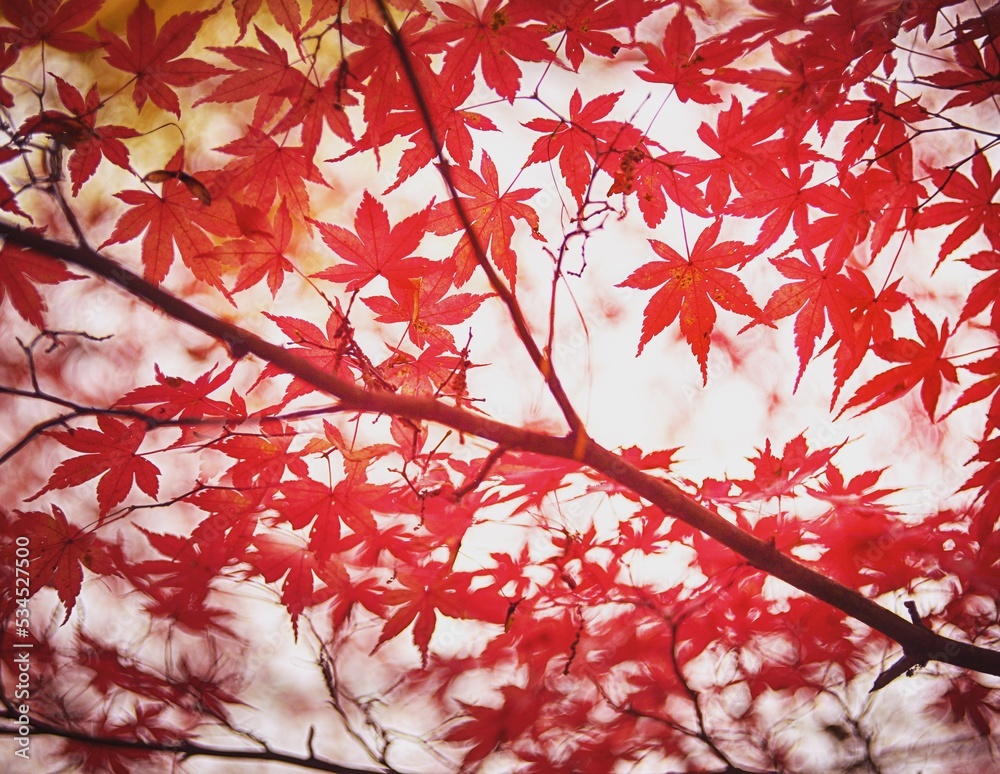 紅葉 紅葉