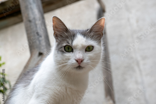 White rescue cat portrait in a yard. Close up shot, cat looking into the camera, daytime, no people