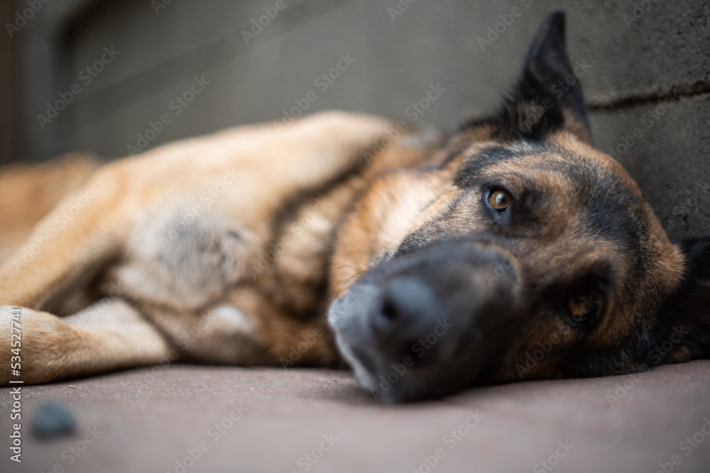 Adult German shepherd sheepdog close up headshot low angle, shallow depth of field, open eyes, no people Adult German shepherd sheepdog close up headshot low angle, shallow depth of field, open eyes, no people