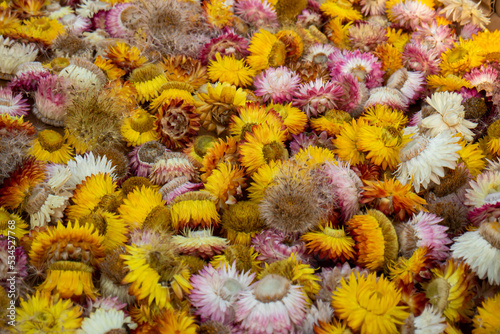 Beautiful bunch of everlasting straw flowers left to dry. Close up shot, no people