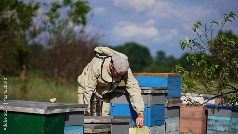 Adult male apiarist working at apiary. Beekeeper extracts full frames and replaces them into empty ones. Nature backdrop. Adult male apiarist working at apiary. Beekeeper extracts full frames and replaces them into empty ones. Nature backdrop.