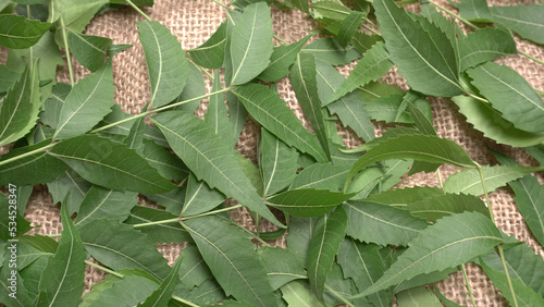 Neem leaves used as ayurvedic medicine with ground neem paste and juice Used in skin care, beauty products and creams.
