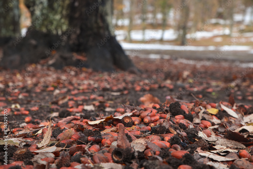Walnuts in forest. Closeup acorn oak tree on autumn background. Early autumn beginning of oak fruit falling to ground in natural oak forests. Brown nuts for baking coffee cake, North African oak. Walnuts in forest. Closeup acorn oak tree on autumn background. Early autumn beginning of oak fruit falling to ground in natural oak forests. Brown nuts for baking coffee cake, North African oak.