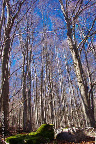 Forest in autumn with bare trees © Enrico Spetrino