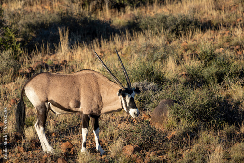 Gemsbok or South African oryx  Oryx gazella . Karoo  Beaufort West  Western Cape  South Africa