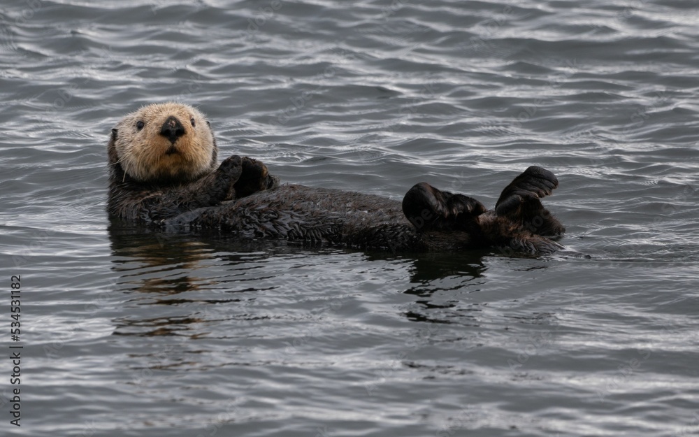 Fototapeta premium Sea otter lying on its back in the sea close to Adak islands