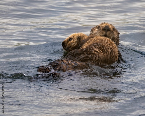 Closeup of two sea otters playing with each other in the sea photo